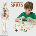 human body 29 realistic body parts and organs board game for kids to understand kids about whole human body